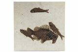 Priscacara With Four Knightia Fossil Fish - Wyoming #342482-1